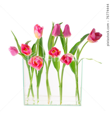 Many beautiful tulips with leaves in a glass vase isolated on transparent background. Horizontal photo with fresh spring flowers for any festive design 76774444