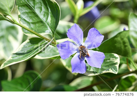 Tunnitzichiensis (Vine Daily grass) 76774876