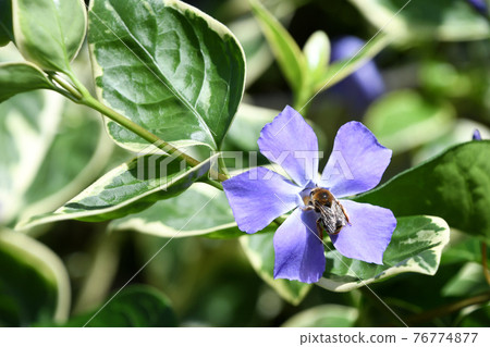 Tunnitzichiensis (Vine Daily grass) 76774877