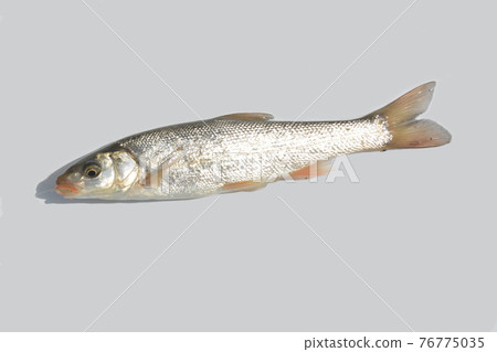 我拍了一張白底日本鮎魚(Haya)的照片 我拍了一張白底日本鮎魚(Haya)的照片 76775035
