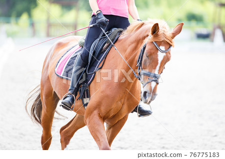 Young girl riding horse on equestrian training Young girl riding horse on equestrian training 76775183
