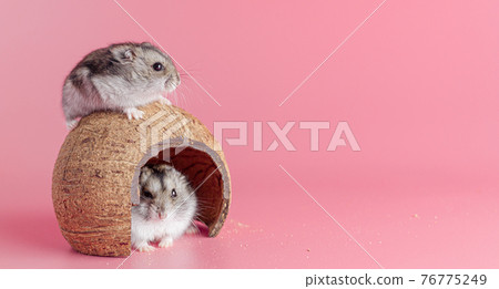 hamsters dzhungariki two in a house made of coconut on a pink background, copy space hamsters dzhungariki two in a house made of coconut on a pink background, copy space 76775249