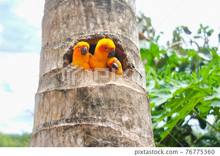 Close up of Sun Conure Parrots in the garden/zoo. 76775360