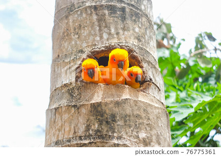 Close up of Sun Conure Parrots in the garden/zoo. Close up of Sun Conure Parrots in the garden/zoo. 76775361