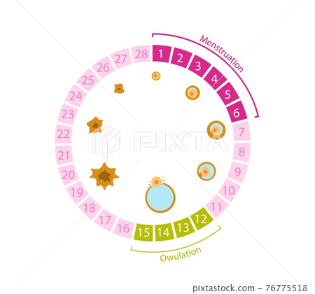 Female menstrual cycle. Circular table with ovulation numbers and egg formation processes diagram. 76775518