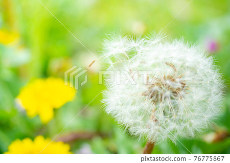 蒲公英絨毛 76775867