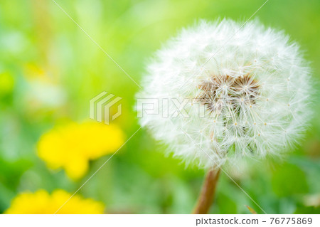 Dandelion fluff 76775869