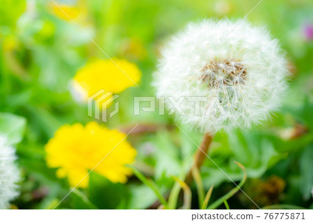 Dandelion fluff Dandelion fluff 76775871