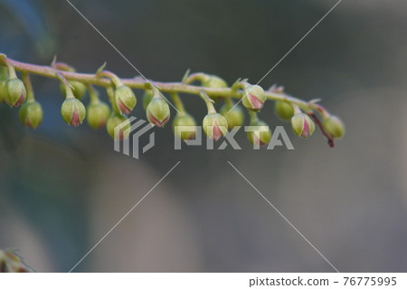 Japanese andromeda light pink hard buds close-up 76775995