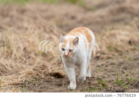 Walking cat brown-white cat Walking cat brown-white cat 76776819