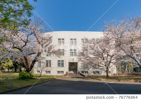 The former Azabu 3rd Infantry Regiment Barracks in Minato Ward, Tokyo, and cherry blossoms in full bloom The former Azabu 3rd Infantry Regiment Barracks in Minato Ward, Tokyo, and cherry blossoms in full bloom 76776864