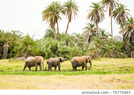 A herd of elephants walking in the African savanna 76776865