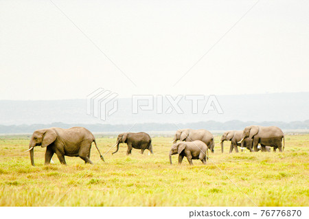 A herd of elephants walking in the African savanna 76776870