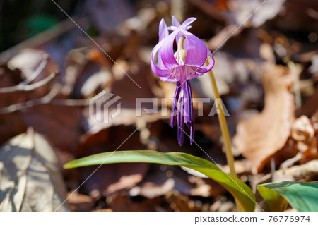 Katakuri Flower-Spring Ephemeral Katakuri Flower-Spring Ephemeral 76776974