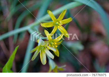 Gagea lutea flowering Gagea lutea flowering 76776975