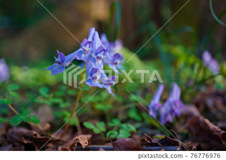 Yamaengosaku spring flowers Yamaengosaku spring flowers 76776976