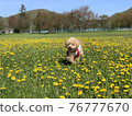 Toy poodle running while laughing in the dandelion meadow 76777670