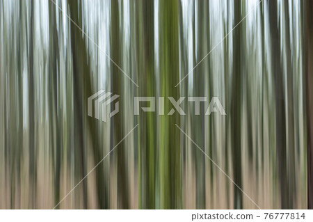 Tree trunks in the forest, abstract photo blurred 76777814