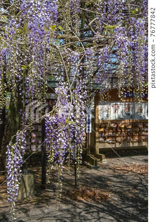 Wisteria flowers that shine in the blue sky Fujiyama Shrine, Nagasaki Prefecture Wisteria flowers that shine in the blue sky Fujiyama Shrine, Nagasaki Prefecture 76777842