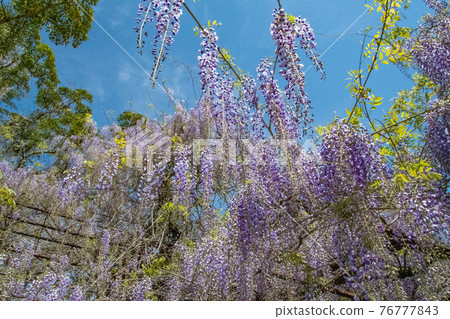 Wisteria flowers that shine in the blue sky Fujiyama Shrine, Nagasaki Prefecture Wisteria flowers that shine in the blue sky Fujiyama Shrine, Nagasaki Prefecture 76777843