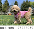 A toy poodle with a fun and laughing meadow 76777939