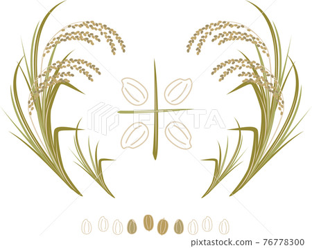 Illustration of rice that has grown steadily 76778300
