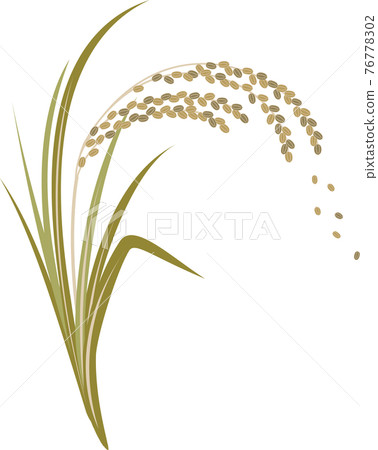 Illustration of rice that has grown steadily 76778302