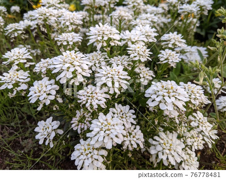 伊比利斯的白花盛開在春天的花床上 76778481