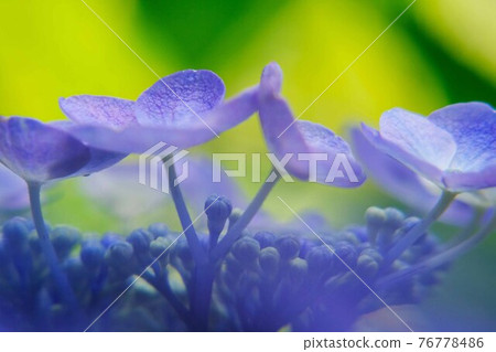 繡球 76778486