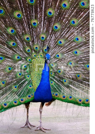 Peacock Peacock 76778623