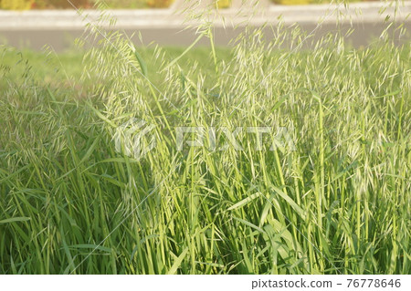 Grass field Grass field 76778646