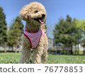 A toy poodle that looks great on the lawn 76778853