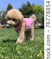 It's a high pose! Cute toy poodle 76778854
