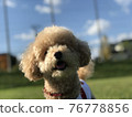 It's sunny and comfortable today. Toy poodle looking up at the sky 76778856