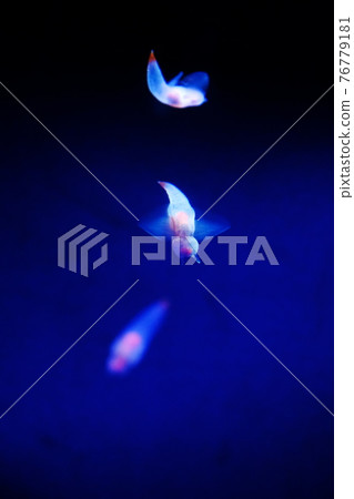 Clione Clione 76779181