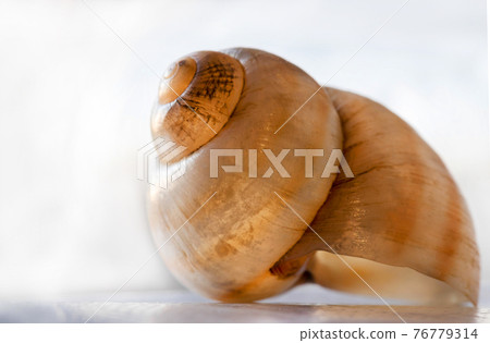a small seashell, spiral-shaped. With a golden hue. On a light background a small seashell, spiral-shaped. With a golden hue. On a light background 76779314