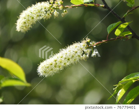 盛開的梅花(刷形櫻花品種) 盛開的梅花(刷形櫻花品種) 76779401