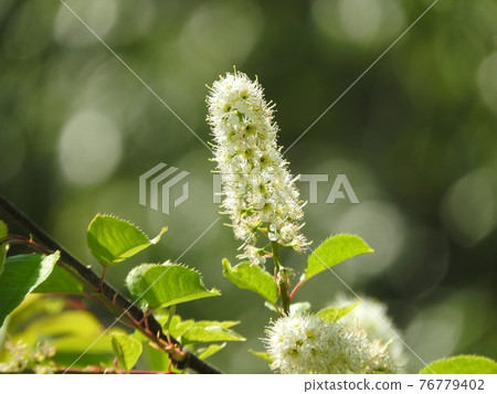 盛開的梅花(刷形櫻花品種) 盛開的梅花(刷形櫻花品種) 76779402