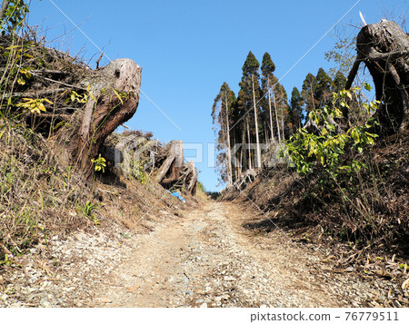 現在大分縣竹田市的杉樹林間的山路 76779511