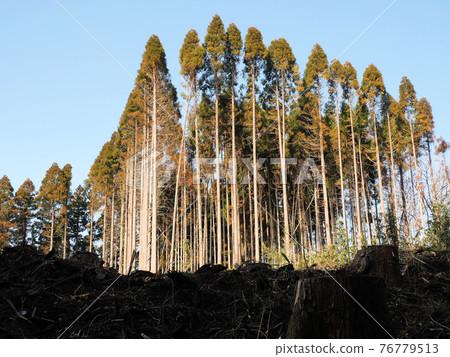 Stump and towering cedar forest Taketa City, Oita Prefecture Now 76779513