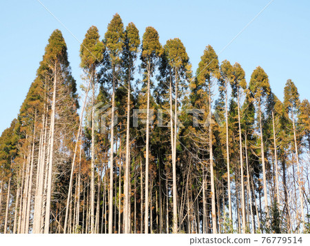 Towering cedar tree Sugibayashi, Taketa City, Oita Prefecture Now 76779514