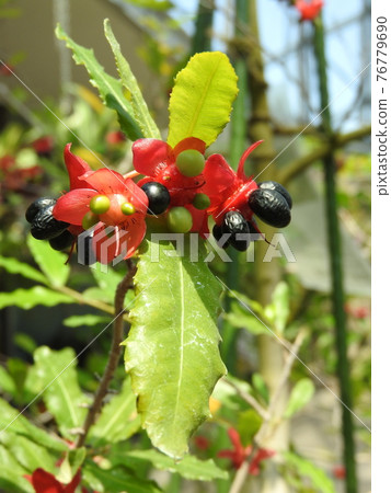 Mickey Mouse Tree (Red Flower Bed and Fruits) 76779690