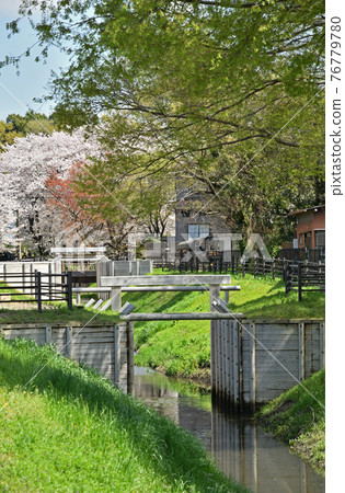 水沼田間漫步：水沼通仙堀 76779780