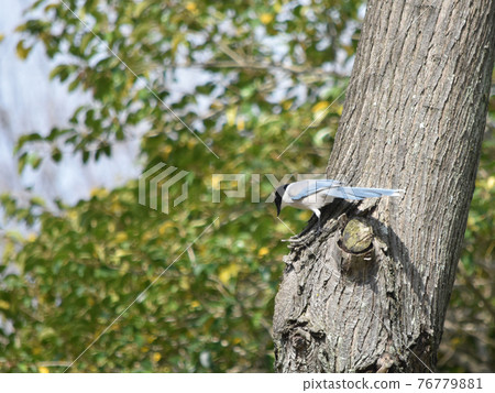 Onaga wild bird background material Onaga wild bird background material 76779881