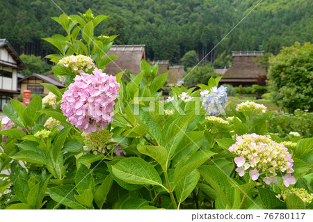 ≪Kyoto Miyama Town Summer Kayabuki no Sato≫ Nantan City, Kyoto Prefecture 76780117