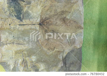 Fossil of Konoha 76780432