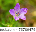 Blooming pink flowers of Hakusanfuuro 76780479