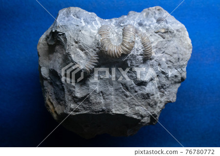 菊石的化石 菊石的化石 76780772