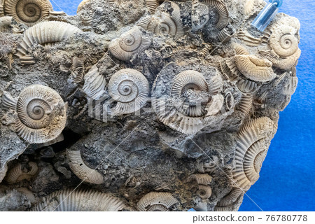 Fossil of ammonite Fossil of ammonite 76780778