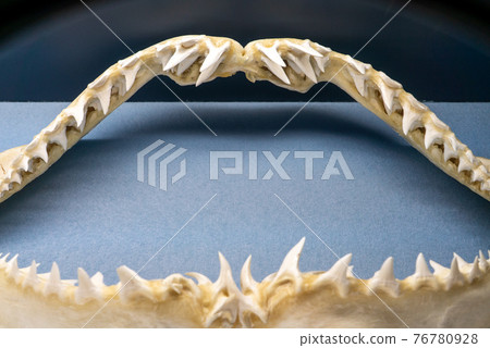 毛絨鯊魚 76780928